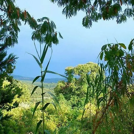 Grove Pelion Volos
